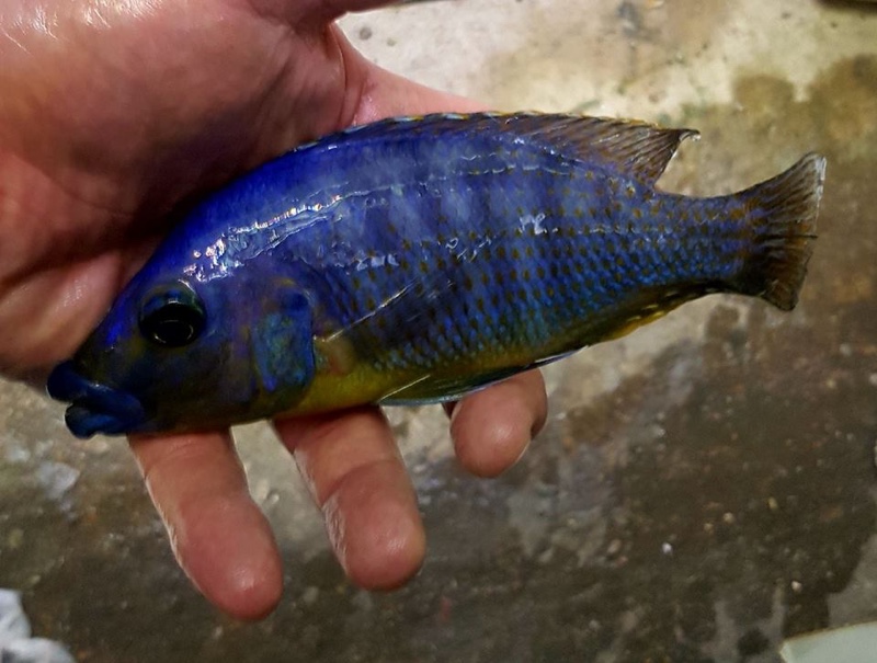 Protomelas sp. 'mbenji thick-lip' Mbenji Island